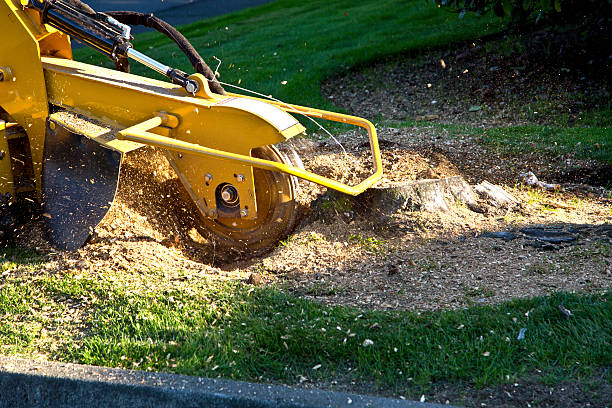 Best Pest Control for Lawns  in Sparks, GA